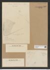 Triceratium permagnum Jan. (de-Toni-Nr.: Genus 140, Species 4041) Zeichnungen Sammlung Grunow Nr. 7492 (NHMW-BOT-W0376613)